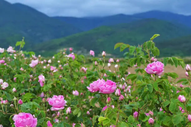 Bougie artisanale naturelle, Parfum de Grasse